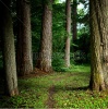 stock-photo-dark-forest-117963892