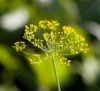 stock-photo-dill-flowers-in-nature-macro-206769091