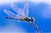 stock-photo-dragonfly-on-blue-background-121864795