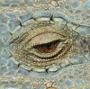 stock-photo-eye-of-the-chameleon-95808433