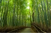 stock-photo-famous-bamboo-grove-at-arashiyama-kyoto-japan-86736463