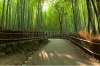 stock-photo-famous-bamboo-grove-at-arashiyama-kyoto-japan-95038576