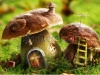 stock-photo-fantasy-meadow-with-colorful-mushroom-houses-215247094