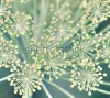 stock-photo-fennel-foeniculum-vulgare-best-for-medium-scale-or-smaller-146386442