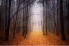stock-photo-foggy-forest-during-autumn-174025523