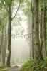 stock-photo-foggy-spring-morning-in-the-beech-forest-on-the-slope-during-rainfall-78968881