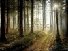 stock-photo-forest-at-dusk-24912262