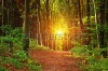 stock-photo-forest-landscape-145239934