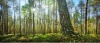 stock-photo-forest-panorama-with-sunbeams-153403031