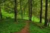 stock-photo-forest-path-156219758