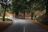 stock-photo-forest-road-120349198