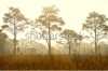 stock-photo-forest-sunset-284481047