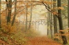 stock-photo-forest-trail-in-the-mountains-on-a-misty-autumn-day-117069316