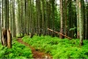 stock-photo-forest-with-fallen-trees-and-green-plants-73219939