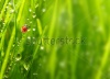 stock-photo-fresh-morning-dew-on-a-spring-grass-and-little-ladybug-natural-background-close-up-with-shal