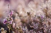 stock-photo-frozen-heather-flower-floral-vintage-winter-background-macro-image-236992696