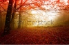 stock-photo-ger-s-n-p-portugal-in-beautiful-autumn-colors-87199348