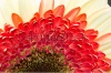stock-photo-gerbera-jamesonii-beautiful-flower-with-macro-details-235992946