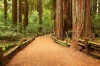 stock-photo-giant-sequoias-85701784