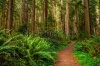 stock-photo-giant-trees-and-a-hiking-path-in-redwood-forest-146287079