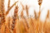 stock-photo-golden-ears-of-wheat-on-the-field-macro-image-144181813