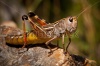 stock-photo-grasshopper-macro-190774418