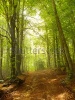 stock-photo-green-and-wild-nature-forest-in-catalonia-spain-green-tree-at-spring-contrasting-wit