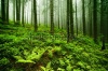 stock-photo-green-misty-old-forest-3862387