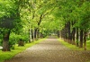 stock-photo-green-park-parkway-128481383