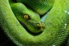 stock-photo-green-tree-python-morelia-viridis-225189556