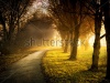 stock-photo-image-of-a-path-with-trees-meadows-and-sunbeams-169505282