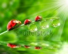 stock-photo-ladybugs-family-on-a-dewy-grass-close-up-with-shallow-dof-70438975