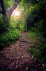 stock-photo-leaf-strewn-path-through-the-forest-with-lens-flare-56648587