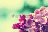stock-photo-macro-image-of-spring-lilac-violet-flowers-floral-vintage-background-192870296