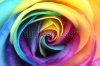 stock-photo-macro-of-rainbow-rose-heart-flower-and-multi-colored-petals-129482642