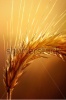 stock-photo-macro-of-wheat-plant-against-strong-and-warm-backlight-89267350