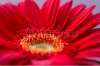 stock-photo-macro-photo-of-gerbera-flower-with-water-drop-floral-background-242186266