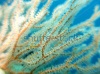 stock-photo-macro-shot-of-the-soft-coral-micronesia-yap-pacific-ocean-198533324