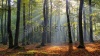 stock-photo-magic-forest-in-central-poland-105252305
