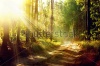 stock-photo-magical-autumn-forest-park-beautiful-scene-misty-old-forest-with-sun-rays-shadows-an