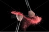 stock-photo-make-up-brush-with-pink-powder-explosion-on-black-background-245693737