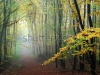 stock-photo-misty-forest-path-in-the-autumn-44859181