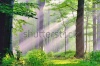 stock-photo-misty-morning-sunrise-on-a-nature-path-in-the-woods-148470032
