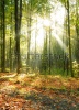 stock-photo-morning-in-the-forest-124983284