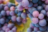 stock-photo-multi-coloured-pinot-noir-grapes-close-up-macro-image-250009174