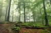 stock-photo-mystical-foggy-forest-on-the-slope-175616297