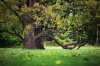 stock-photo-old-oaks-in-garden-93293851