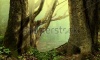 stock-photo-old-trees-in-fantasy-forest-222888340