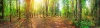 stock-photo-panorama-of-a-mixed-forest-at-summer-sunny-day-71706058