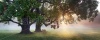 stock-photo-panorama-of-bench-under-old-oak-trees-at-misty-autumn-morning-with-sunbeams-shining-thru-leaves